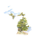 Emily Wood State Tree Watercolor Prints - Box Turtle