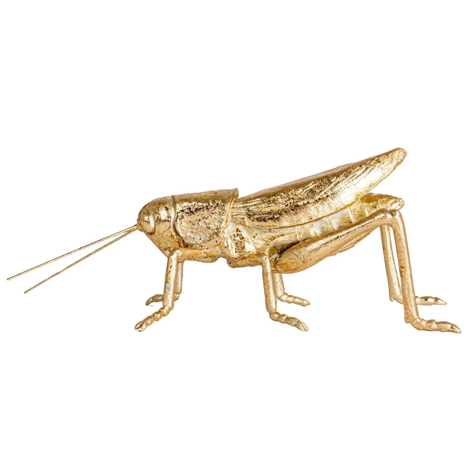Little Gold Grasshopper - Box Turtle