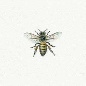 Bee Miniature Watercolor Print