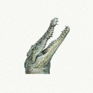 Crocodile/Alligator Miniature Watercolor Print