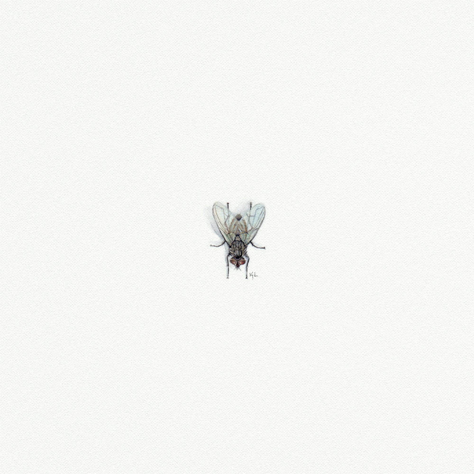 Fly Miniature Watercolor Print
