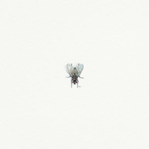 Fly Miniature Watercolor Print