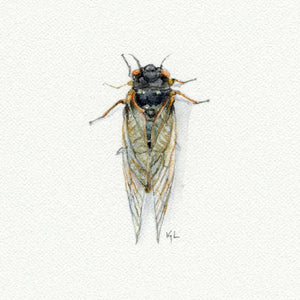 Cicada Miniature Watercolor Print