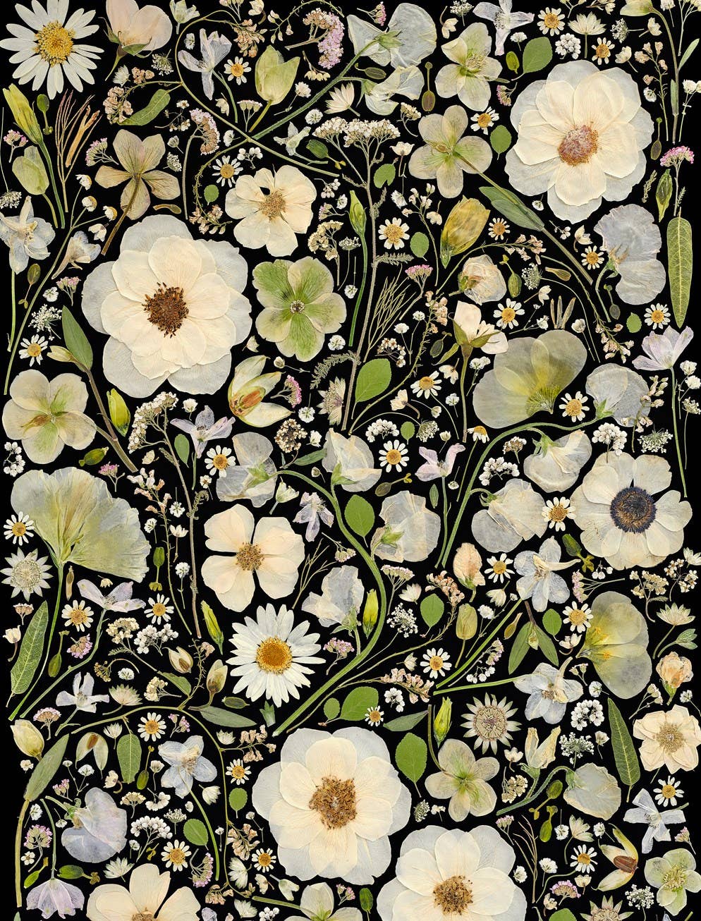 Beautiful Blooms Wrapping Paper Book