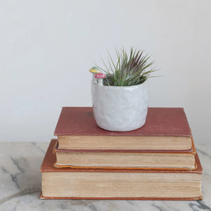 Mushroom Rim Cup/Planter