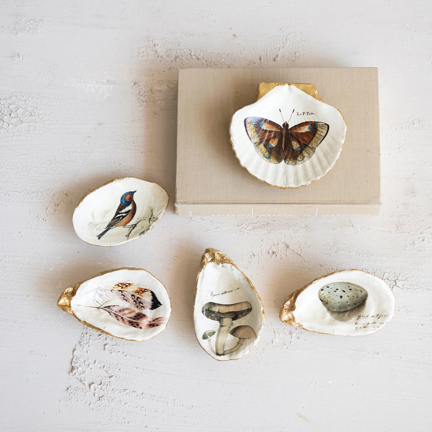 Decorative Oyster Vintage Image Dish