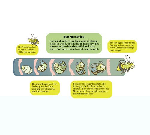 Bee Cup Nursery