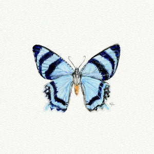 Blue Butterfly Miniature Watercolor Print