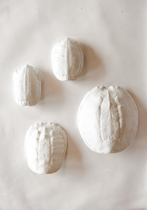 Studio White Sea Turtle Shell