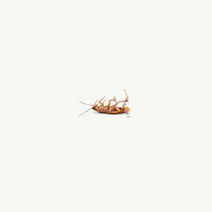 Cockroach Miniature Watercolor Print