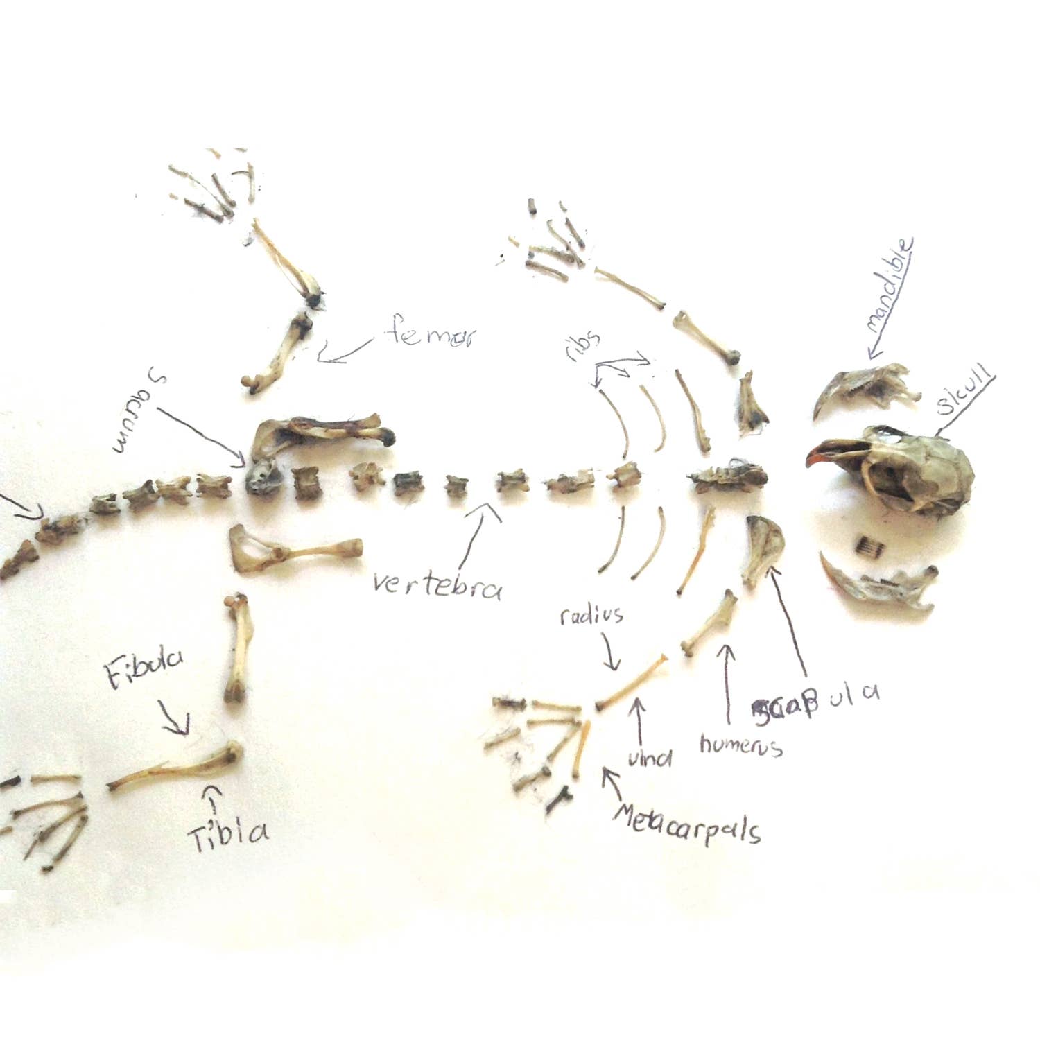Owl Pellet Science Demo