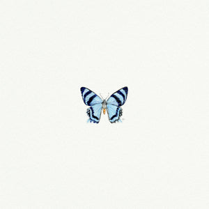 Blue Butterfly Miniature Watercolor Print