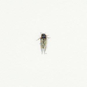 Cicada Miniature Watercolor Print