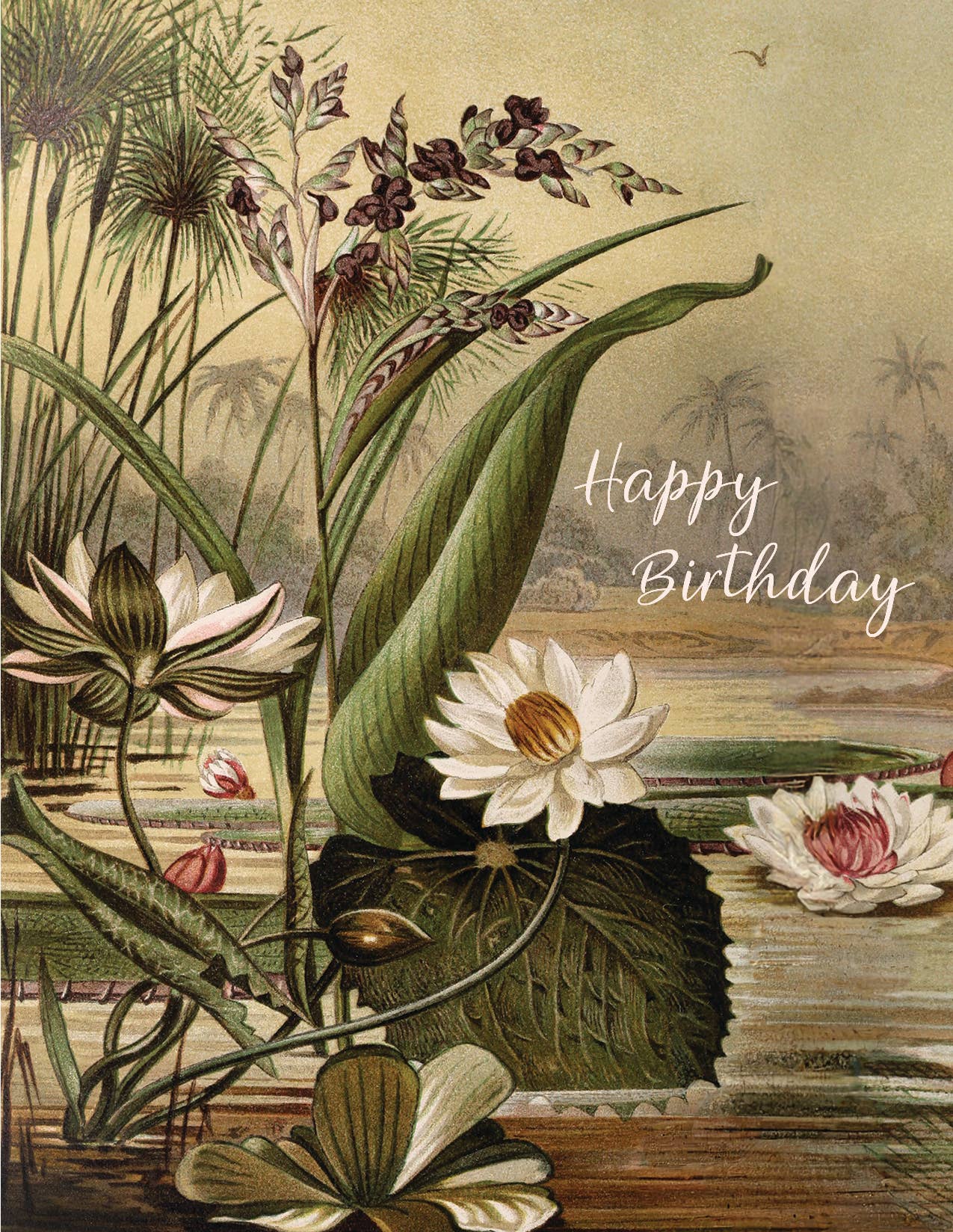 Happy Birthday Lotus