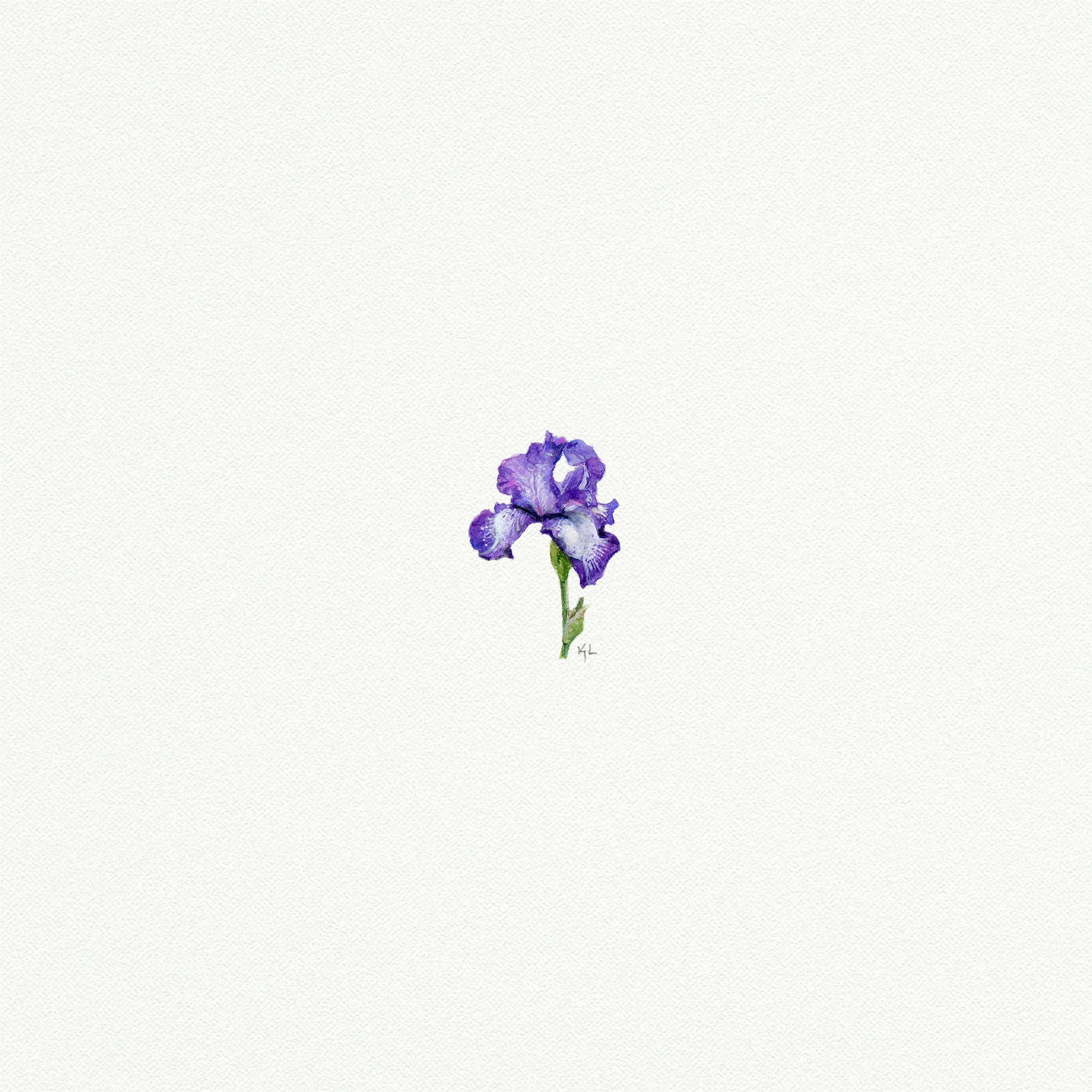 Iris Miniature Watercolor Print