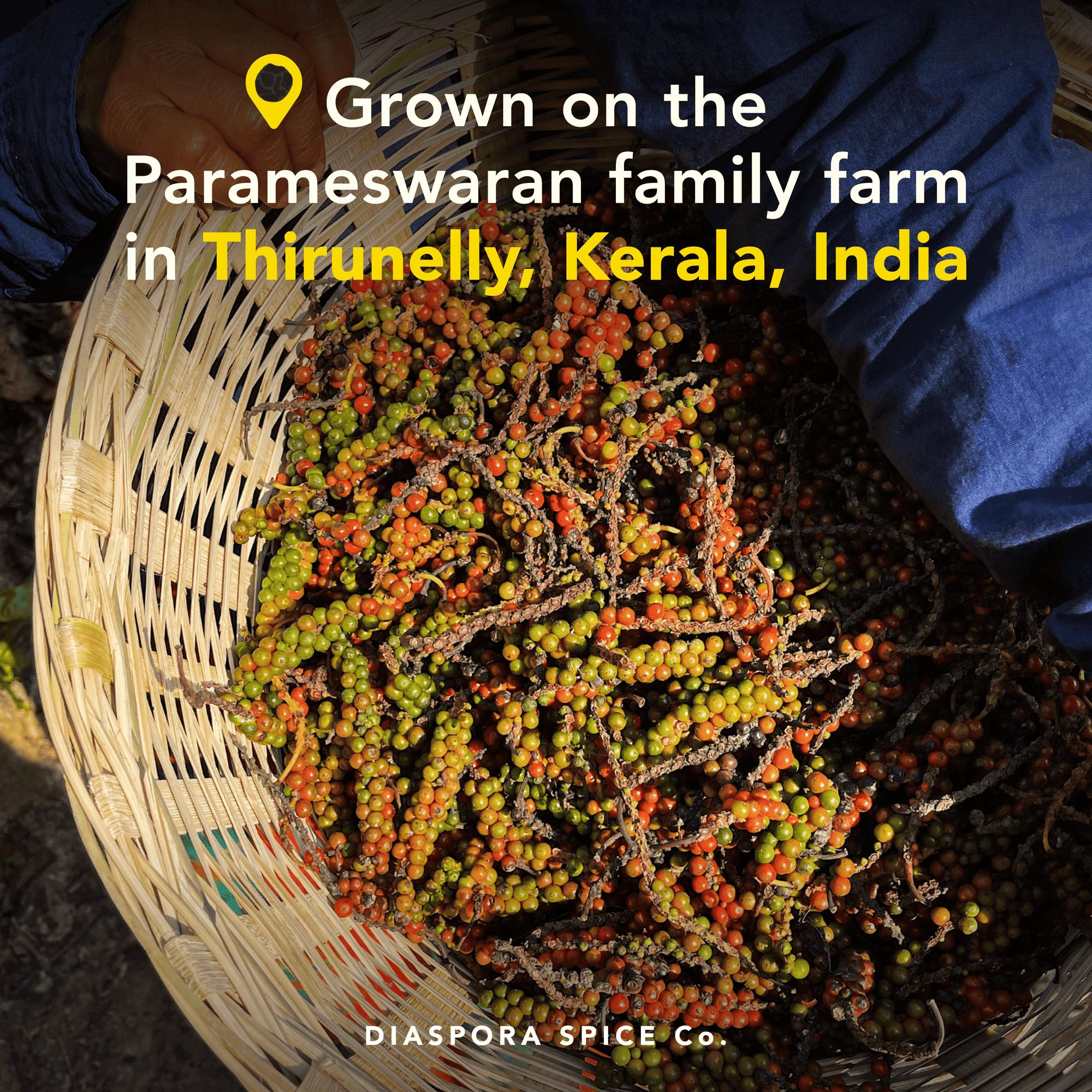 Aranya Whole Black Pepper