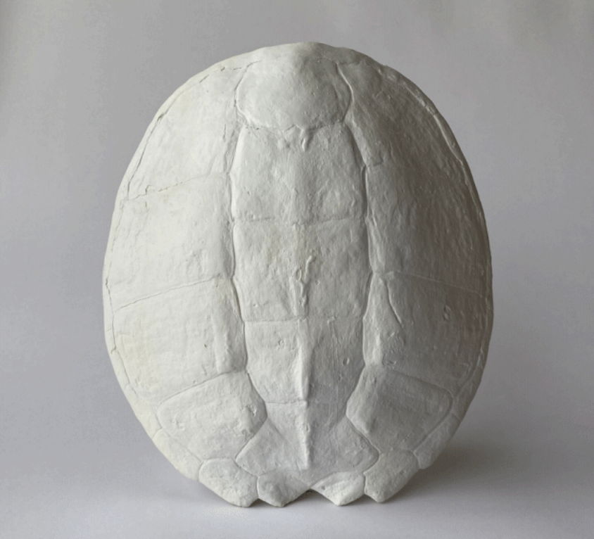 Studio White Sea Turtle Shell