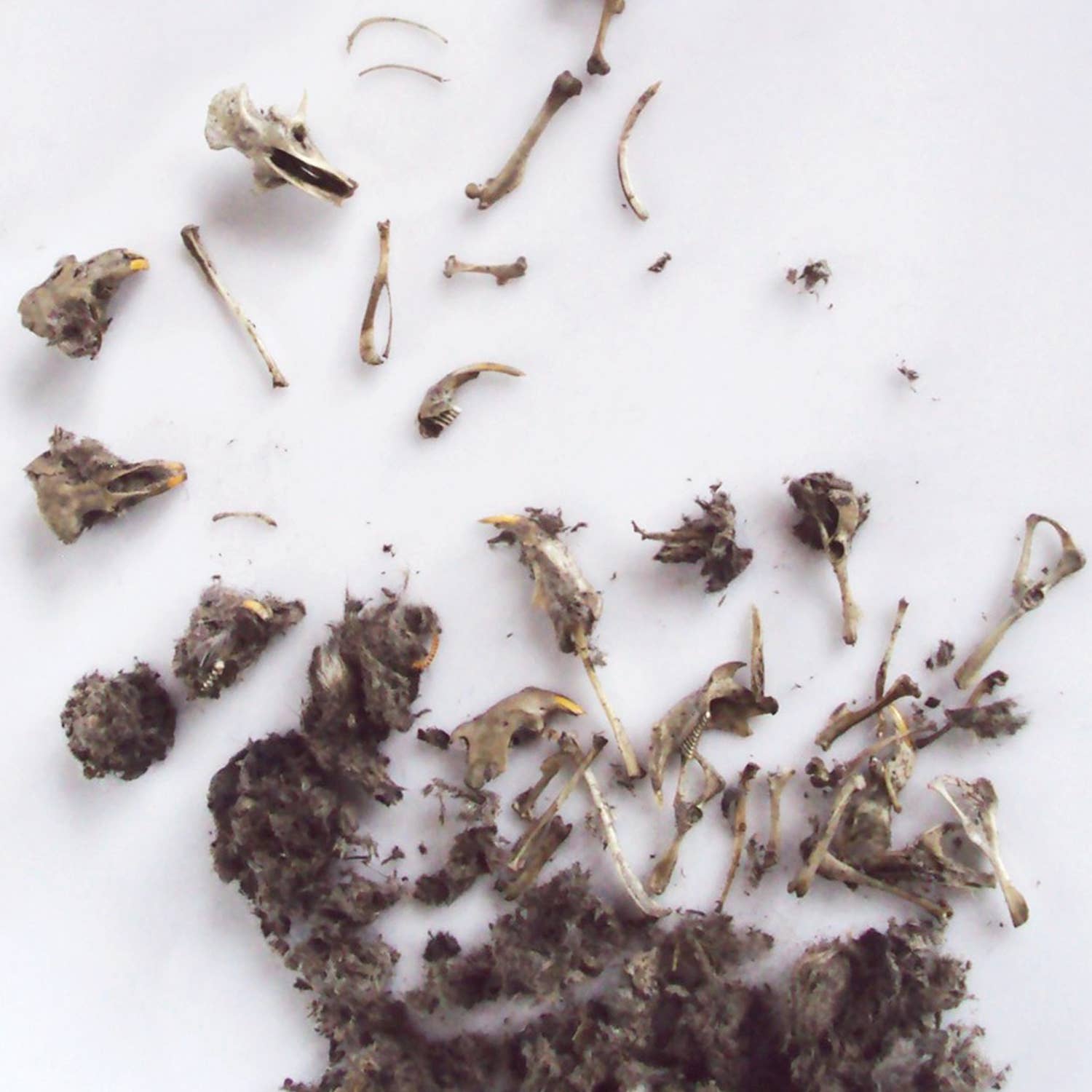 Owl Pellet Science Demo