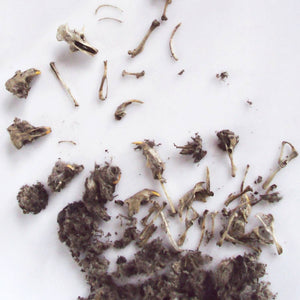 Owl Pellet Science Demo