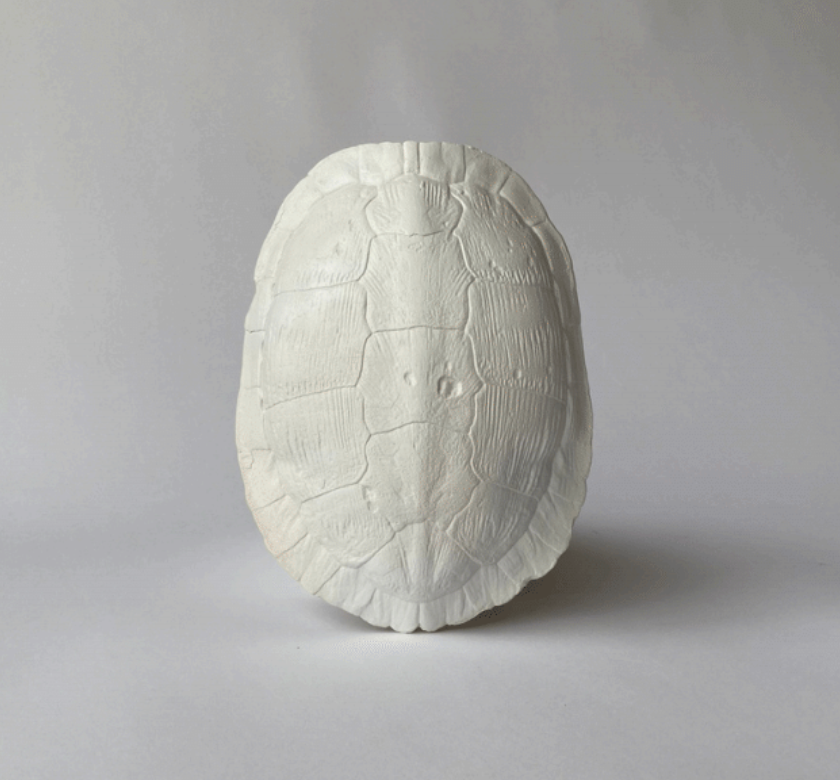 Studio White River Turtle Shell