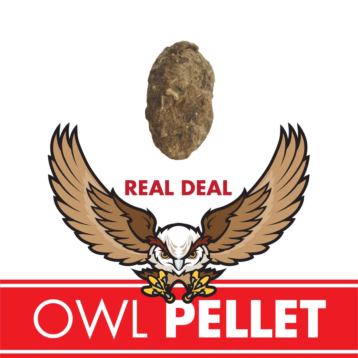 Owl Pellet Science Demo