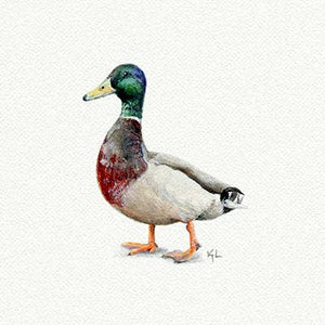Mallard Duck Miniature Watercolor Print
