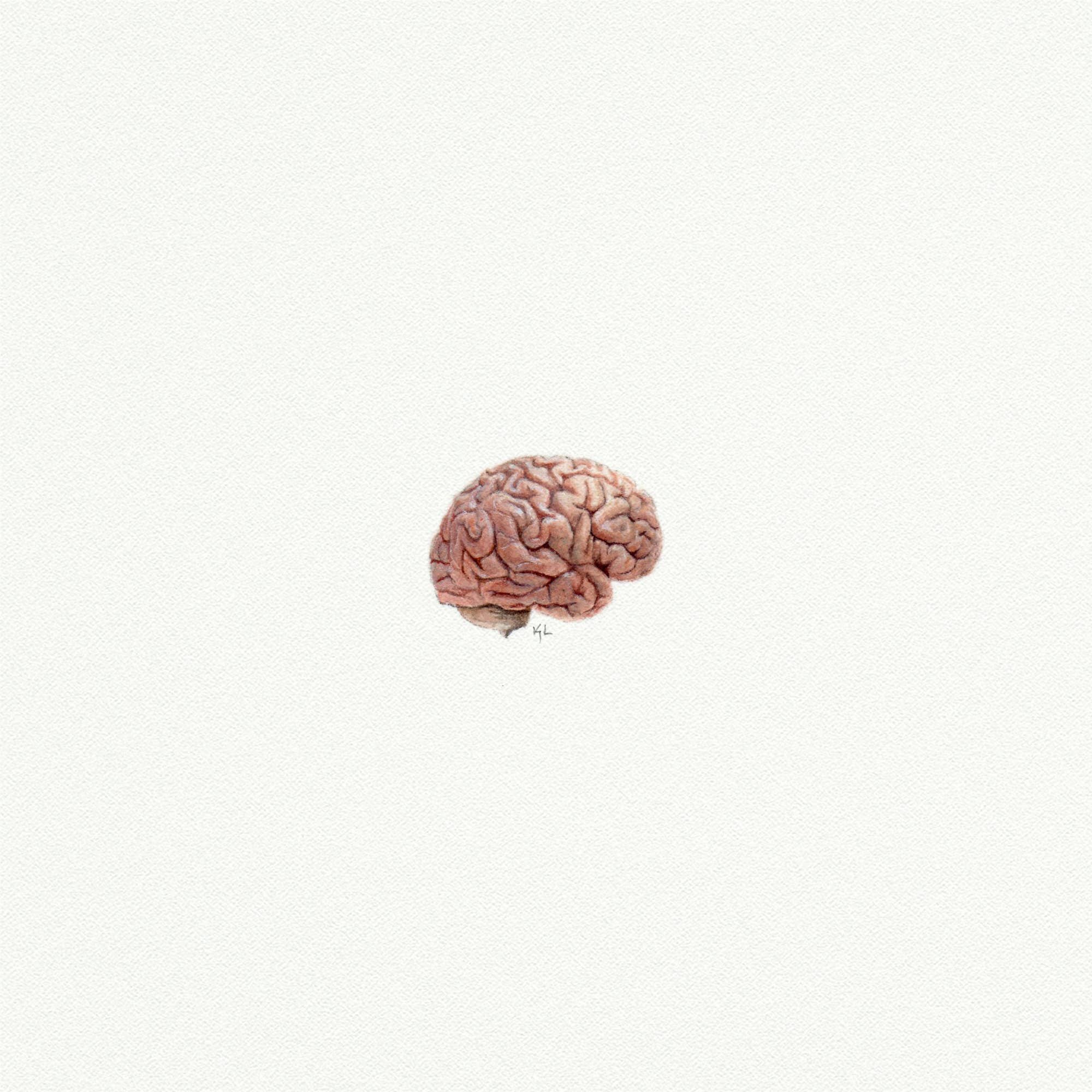 Anatomical Brain Miniature Watercolor Print