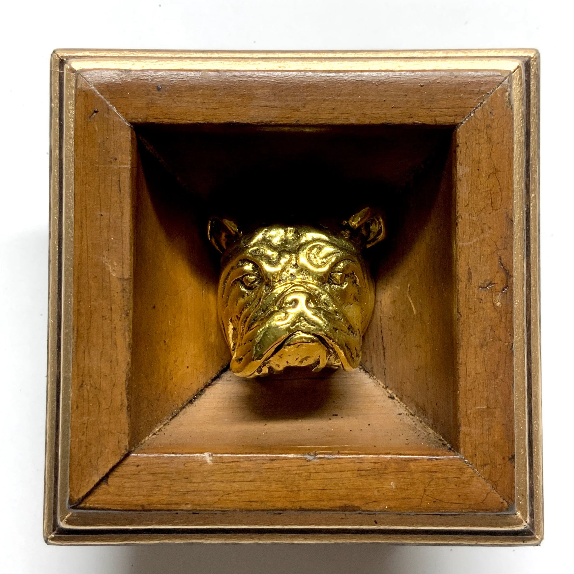 Bulldog Wooden Frame Museum Bee