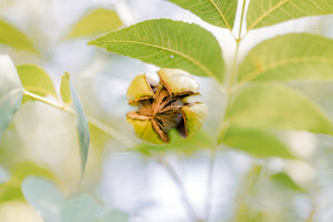 Zorro Pecans - Lightly Roasted & Salted