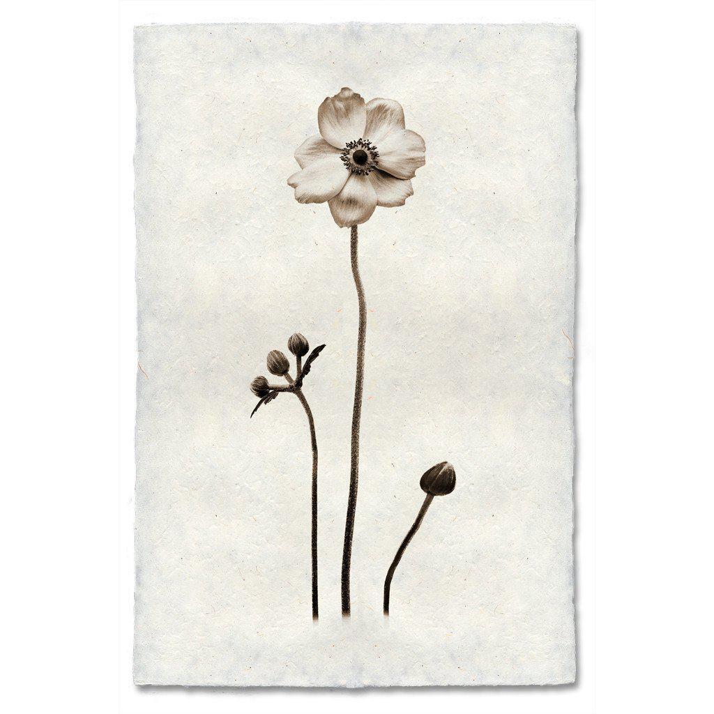 Anemone Print - Box Turtle