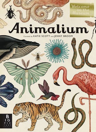 Animalium - Box Turtle