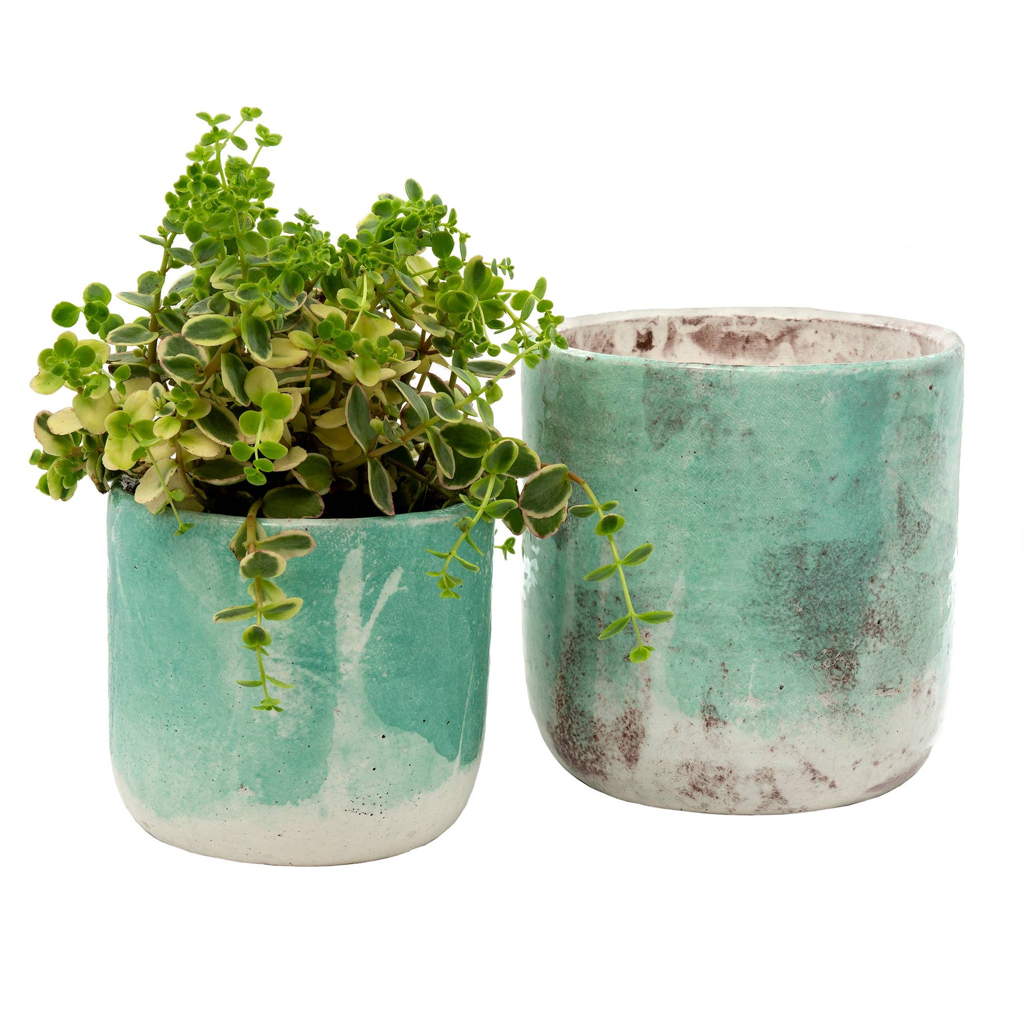 Aqua Palette Pots - Box Turtle