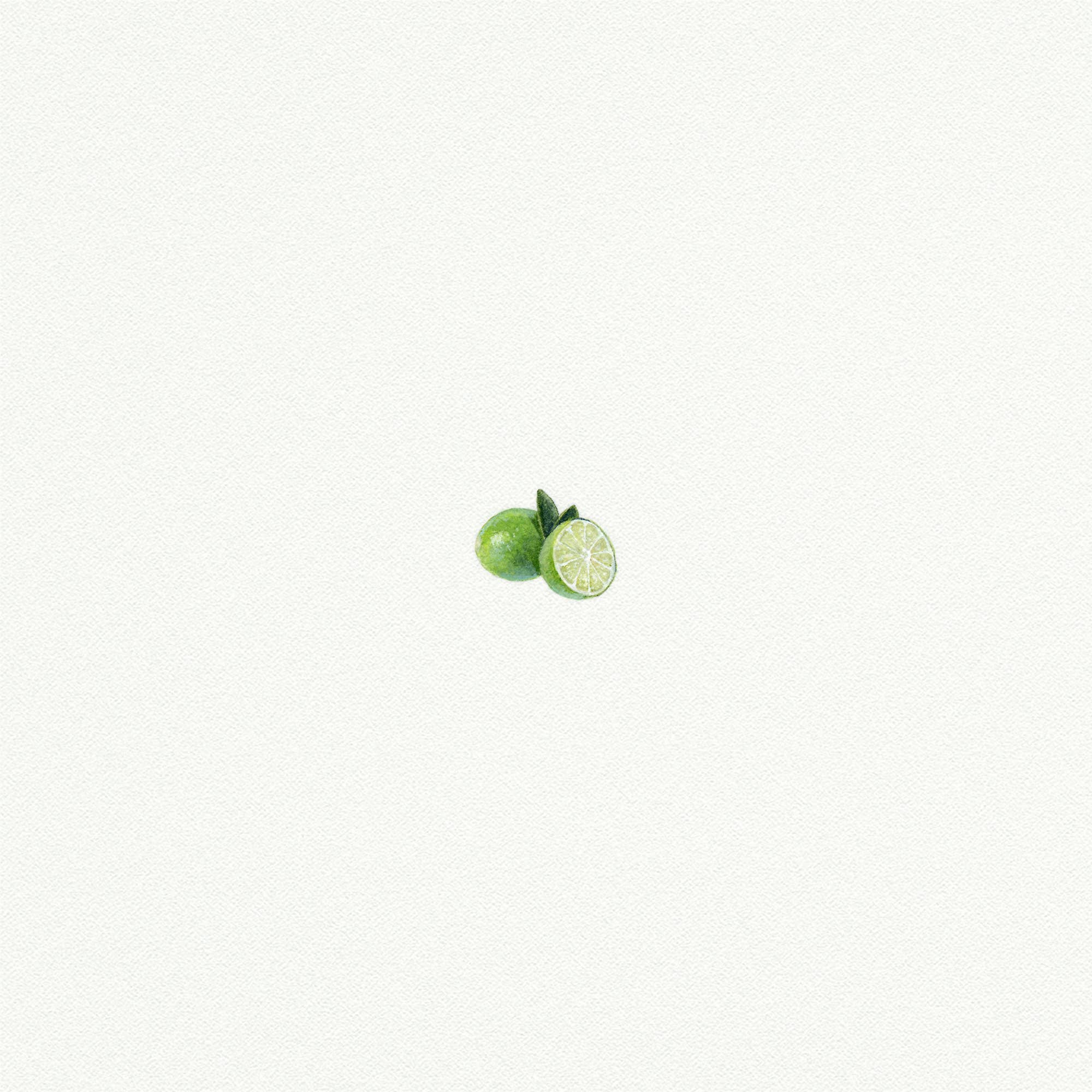 Limes Miniature Watercolor Print