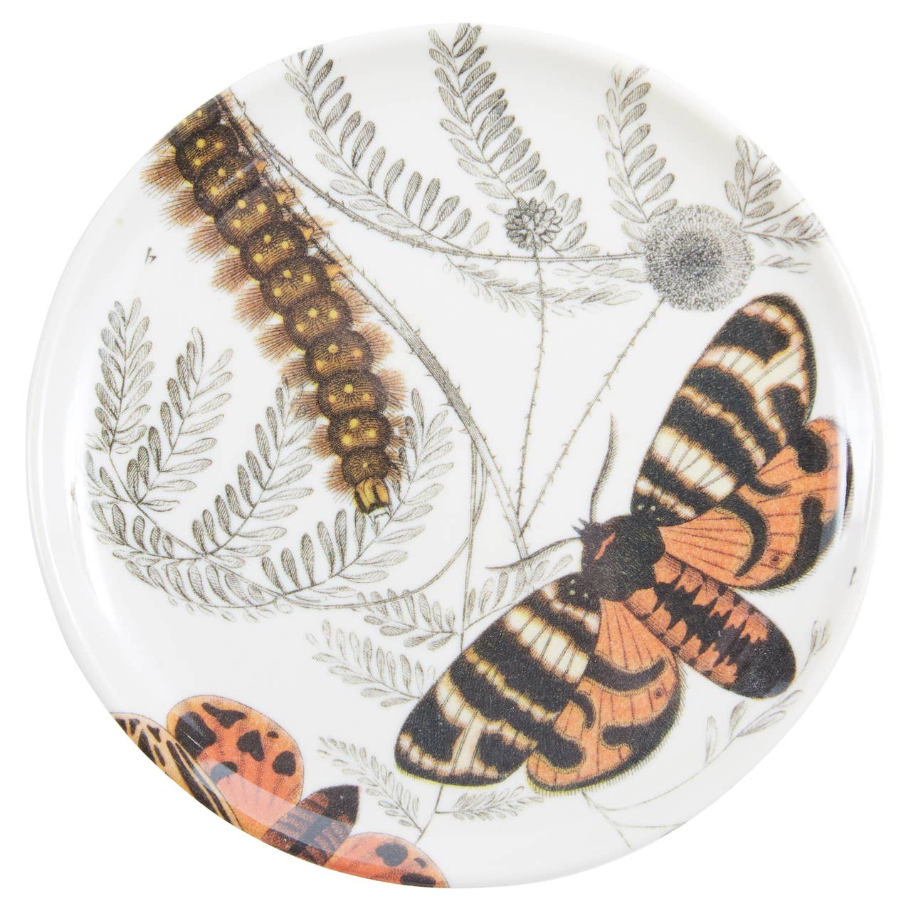 Specimen Coaster