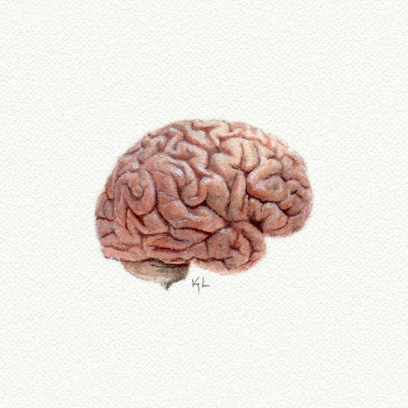 Anatomical Brain Miniature Watercolor Print