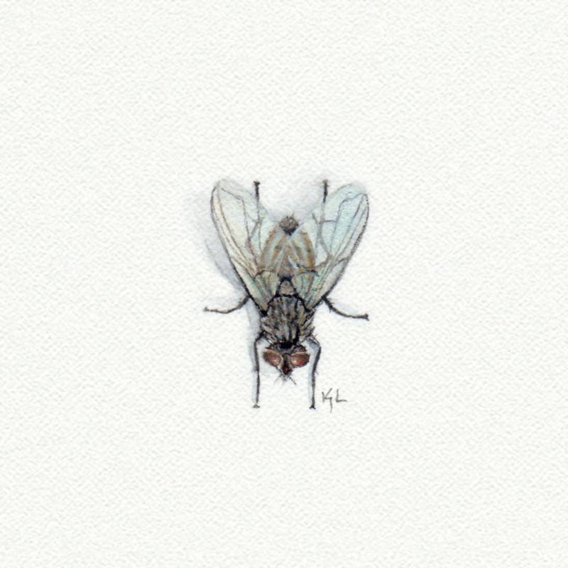 Fly Miniature Watercolor Print