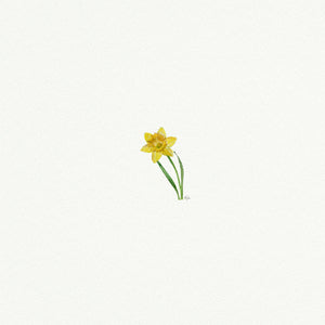 Daffodil Miniature Watercolor Print
