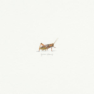 Grasshopper Miniature Watercolor Print