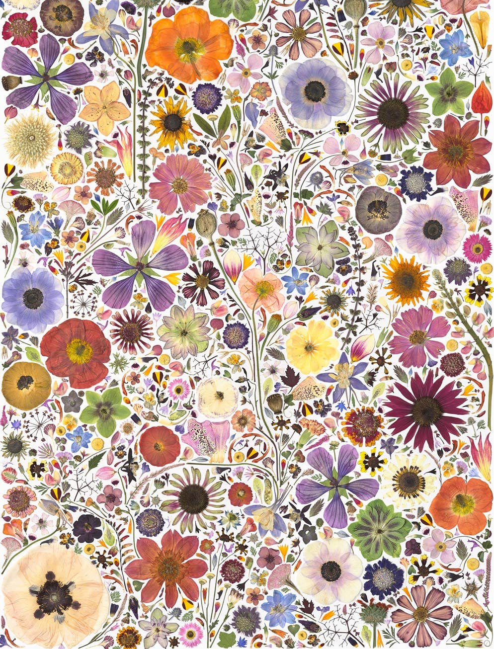 Beautiful Blooms Wrapping Paper Book - Box Turtle
