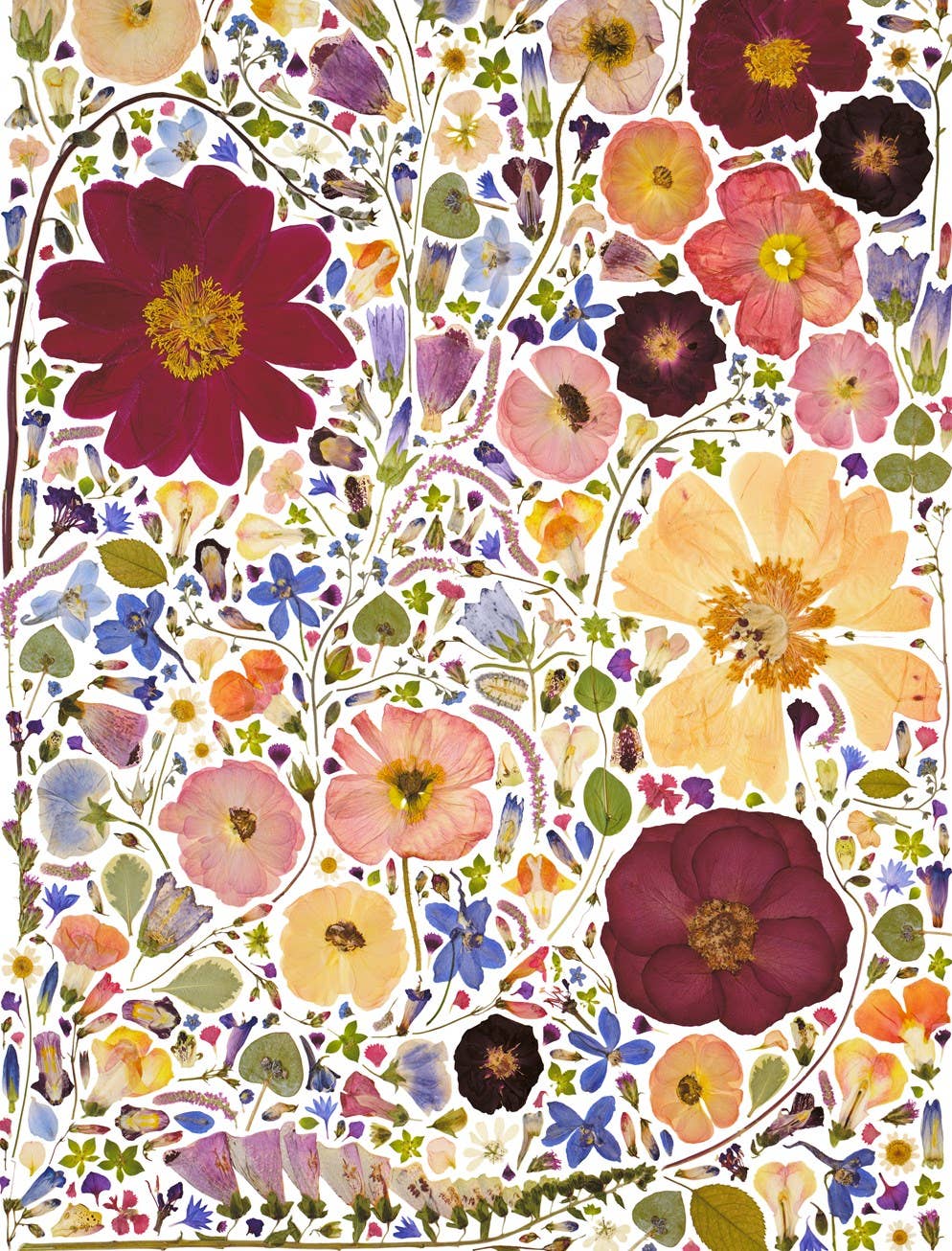 Beautiful Blooms Wrapping Paper Book - Box Turtle