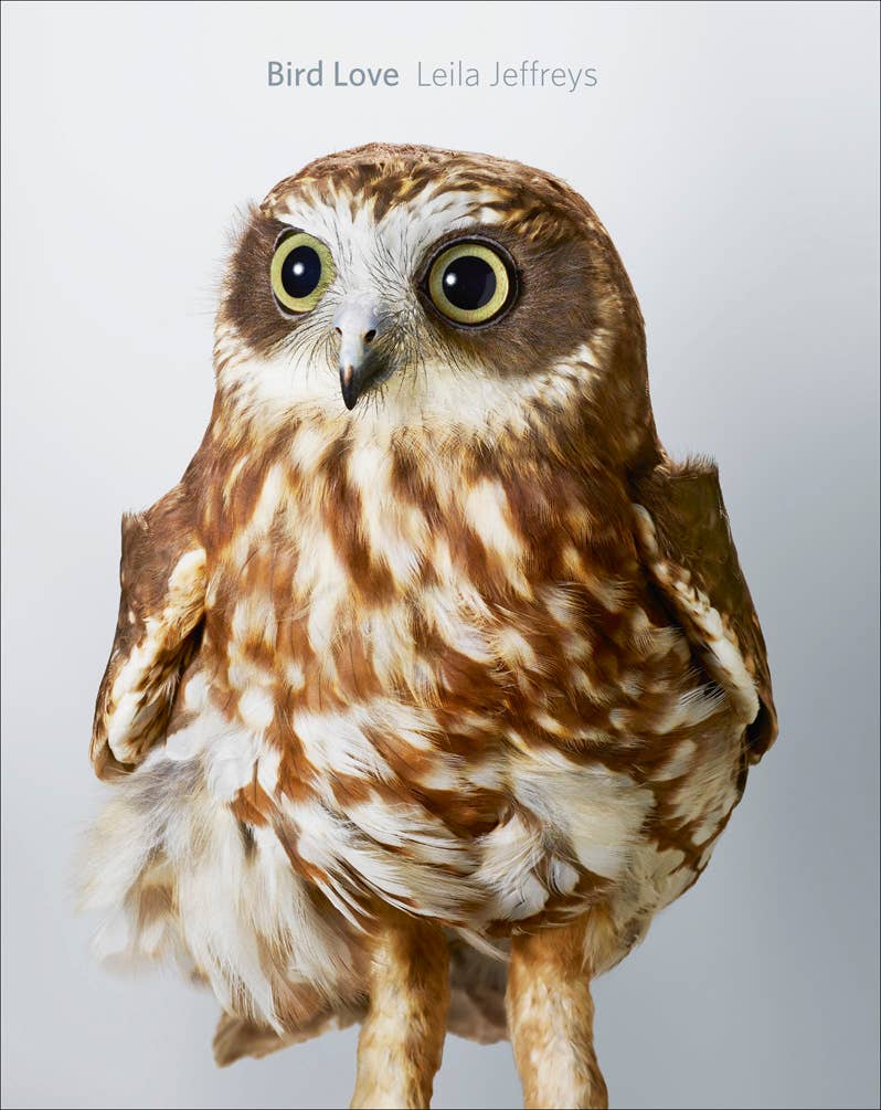 Bird Love: A Photography Book - Box Turtle