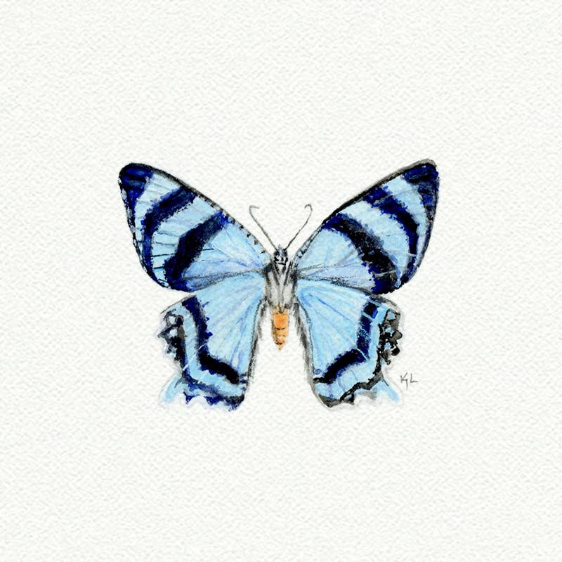 Blue Butterfly Miniature Watercolor Print - Box Turtle