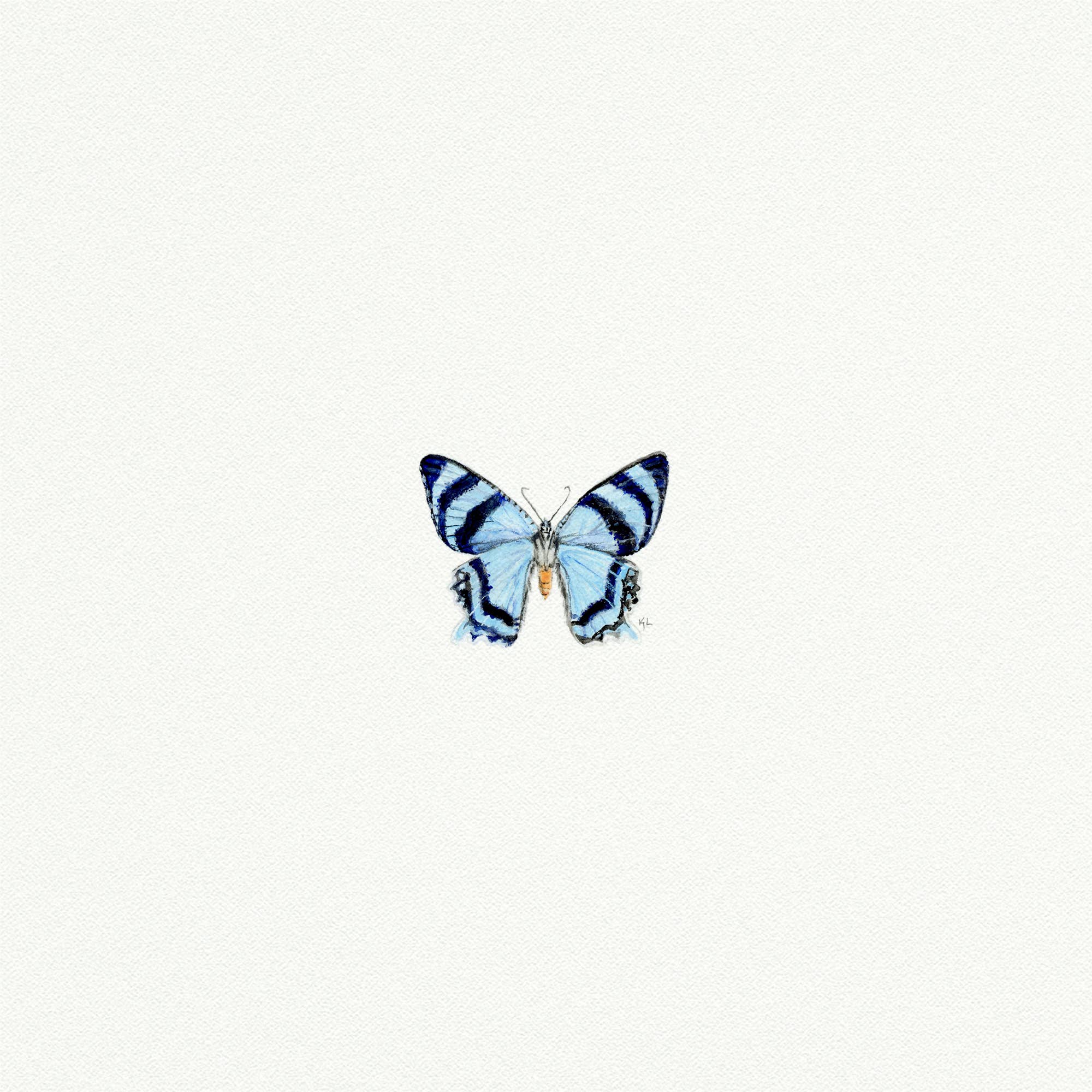 Blue Butterfly Miniature Watercolor Print - Box Turtle