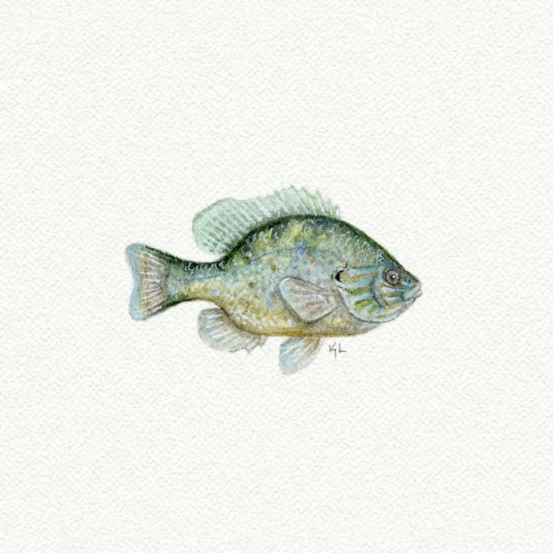 Blue Gill Fish Miniature Watercolor Print - Box Turtle