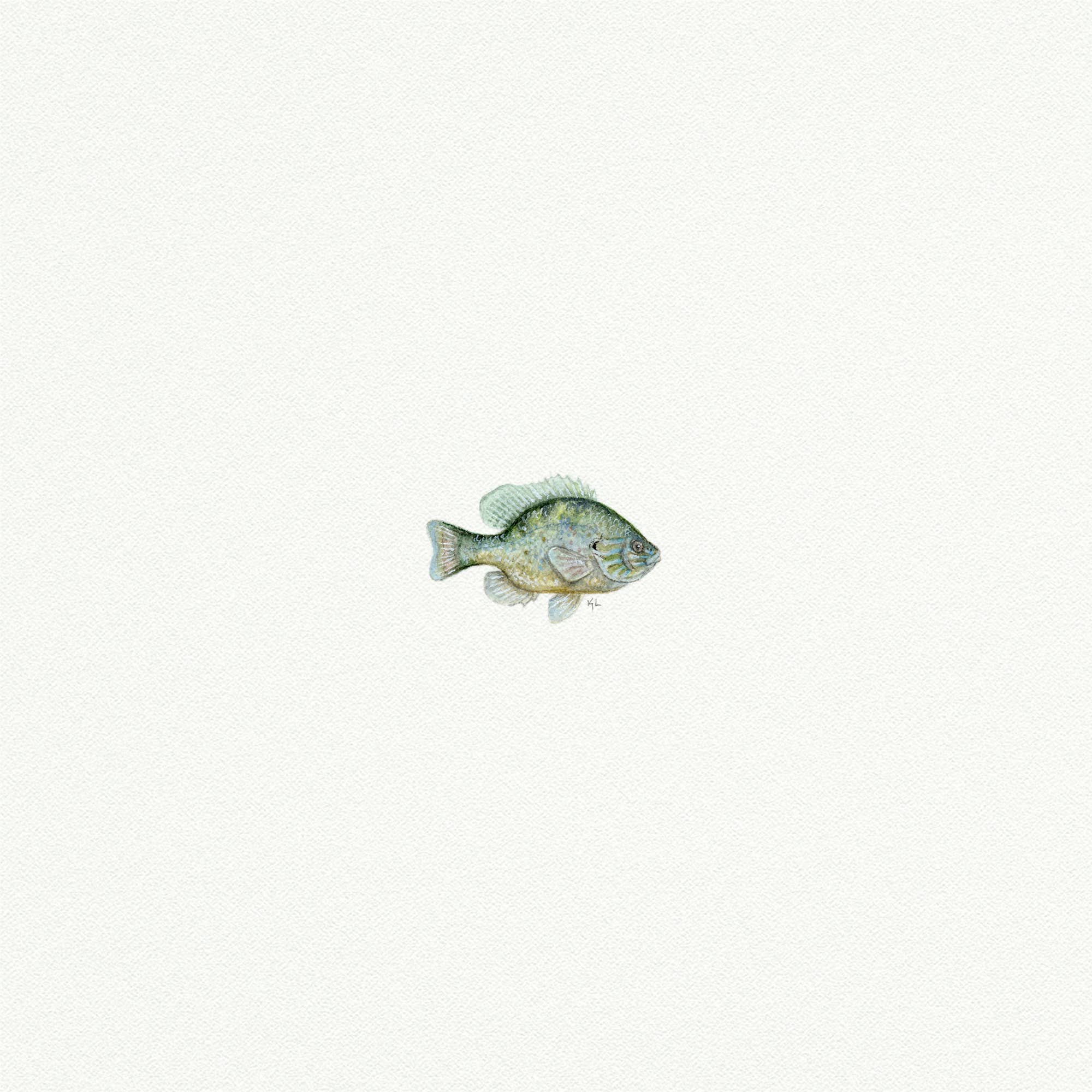 Blue Gill Fish Miniature Watercolor Print - Box Turtle