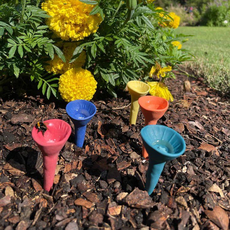 Bold Bee Cup 5-Pack - Box Turtle