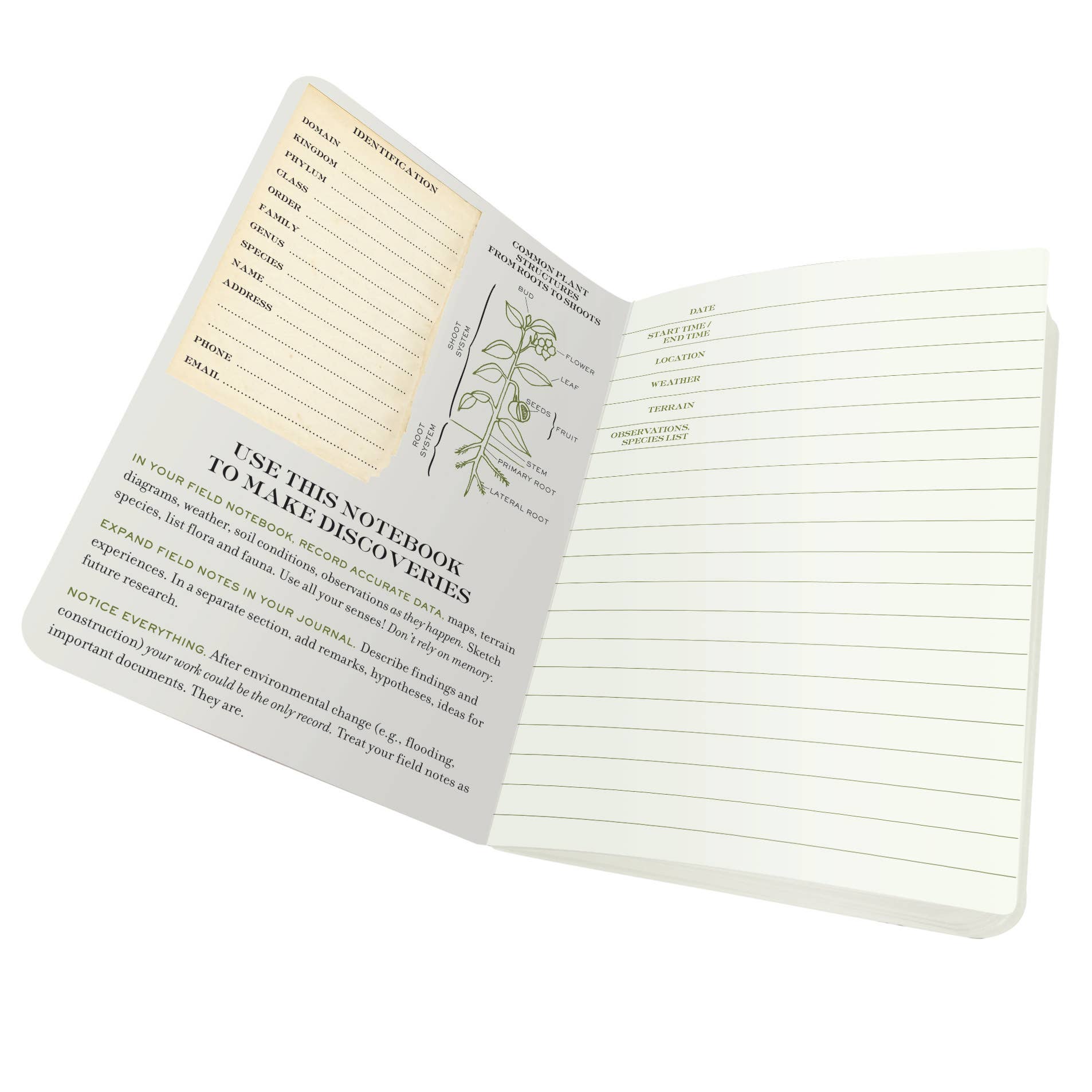 Botany Naturalist's Notebook - Box Turtle