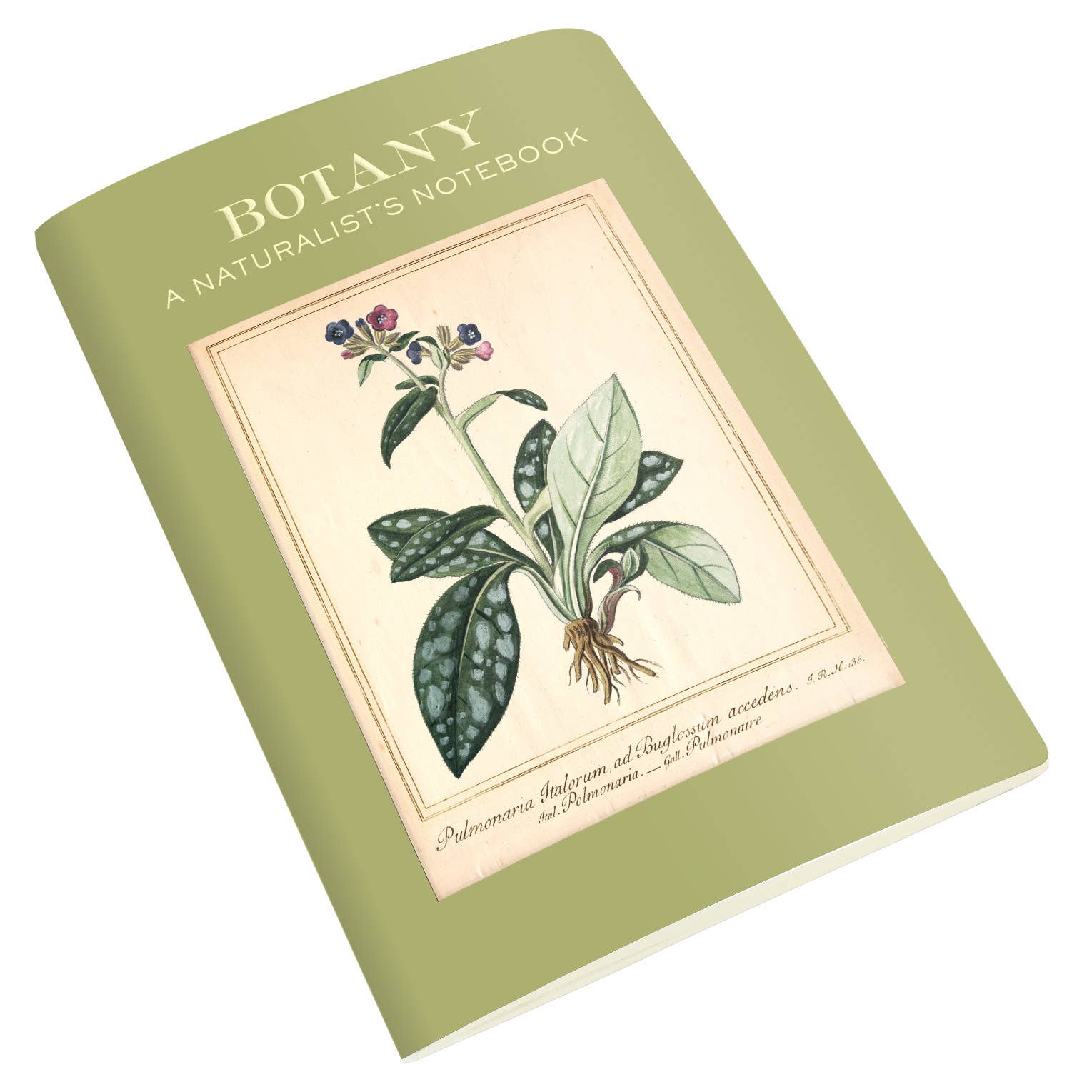 Botany Naturalist's Notebook - Box Turtle
