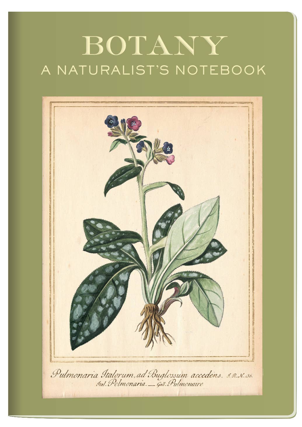 Botany Naturalist's Notebook - Box Turtle
