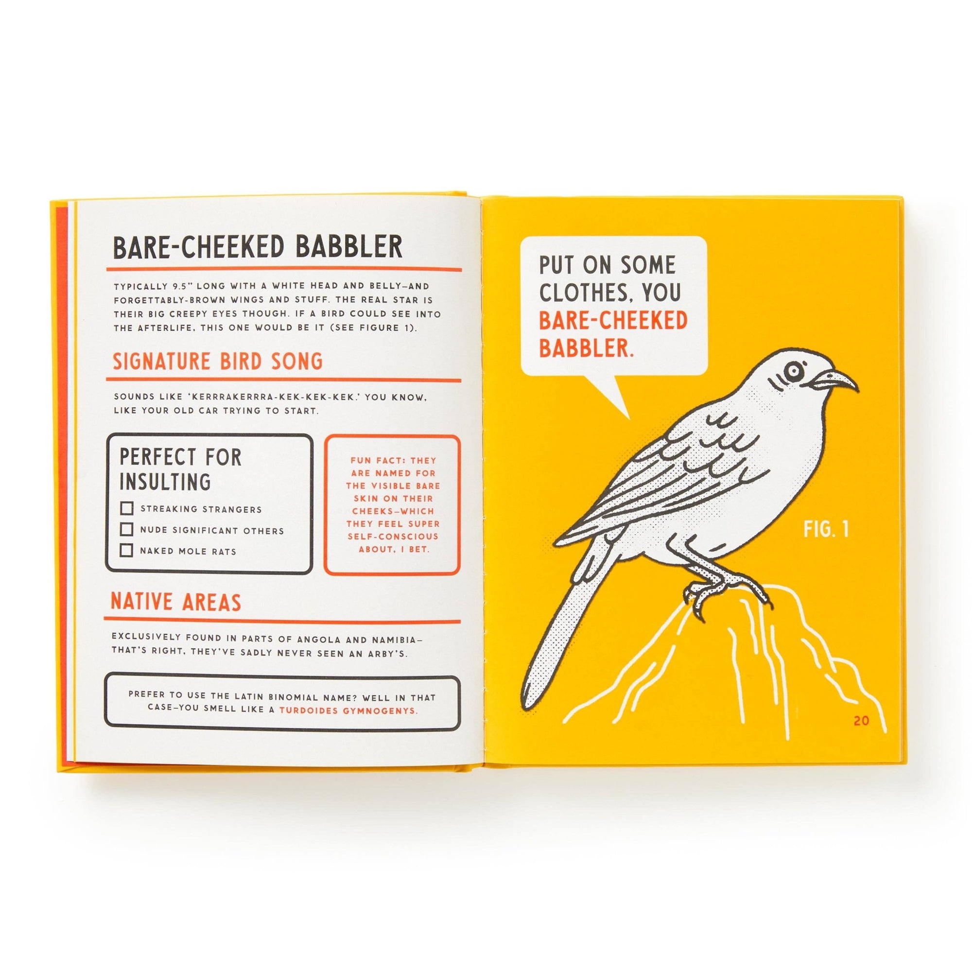 Brass Monkey Illustrated Guide to Birds - Box Turtle